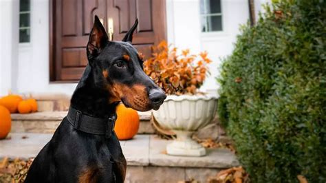 doberman rescue missouri|doberman rescue center near me.